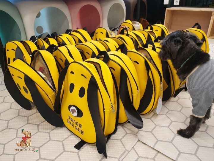 강아지 유치원의 수학여행 | 인스티즈