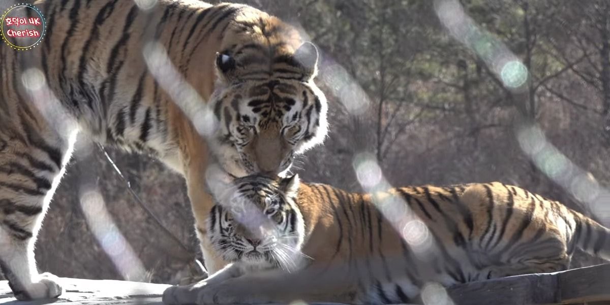 수컷 호랑이 암컷 호랑이 덩치 차이 | 인스티즈