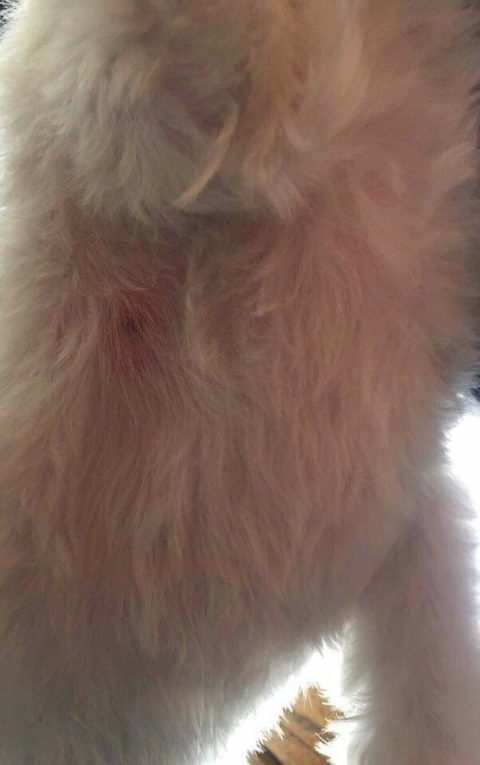 강아지한테 비비탄총 쏴서 싸대기맞은 초딩 | 인스티즈