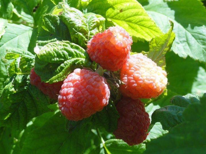 지극히 평화롭고 사랑스러운 | 인스티즈