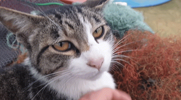 haha ha네 냥이들 질투 모먼트 모음.. | 인스티즈