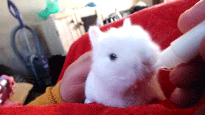 우유먹는 아기토끼.gif | 인스티즈