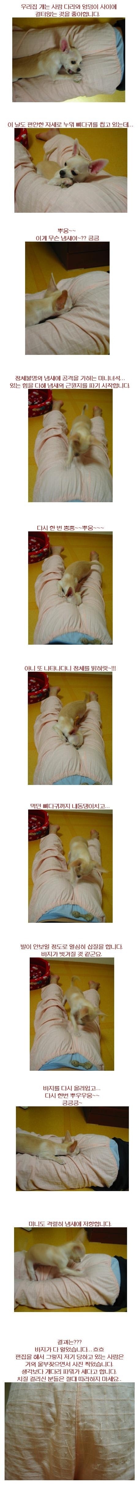 강아지에게 방귀뀌면 안되는 이유 | 인스티즈