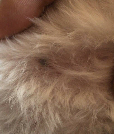 강아지한테 비비탄총 쏴서 싸대기맞은 초딩 | 인스티즈