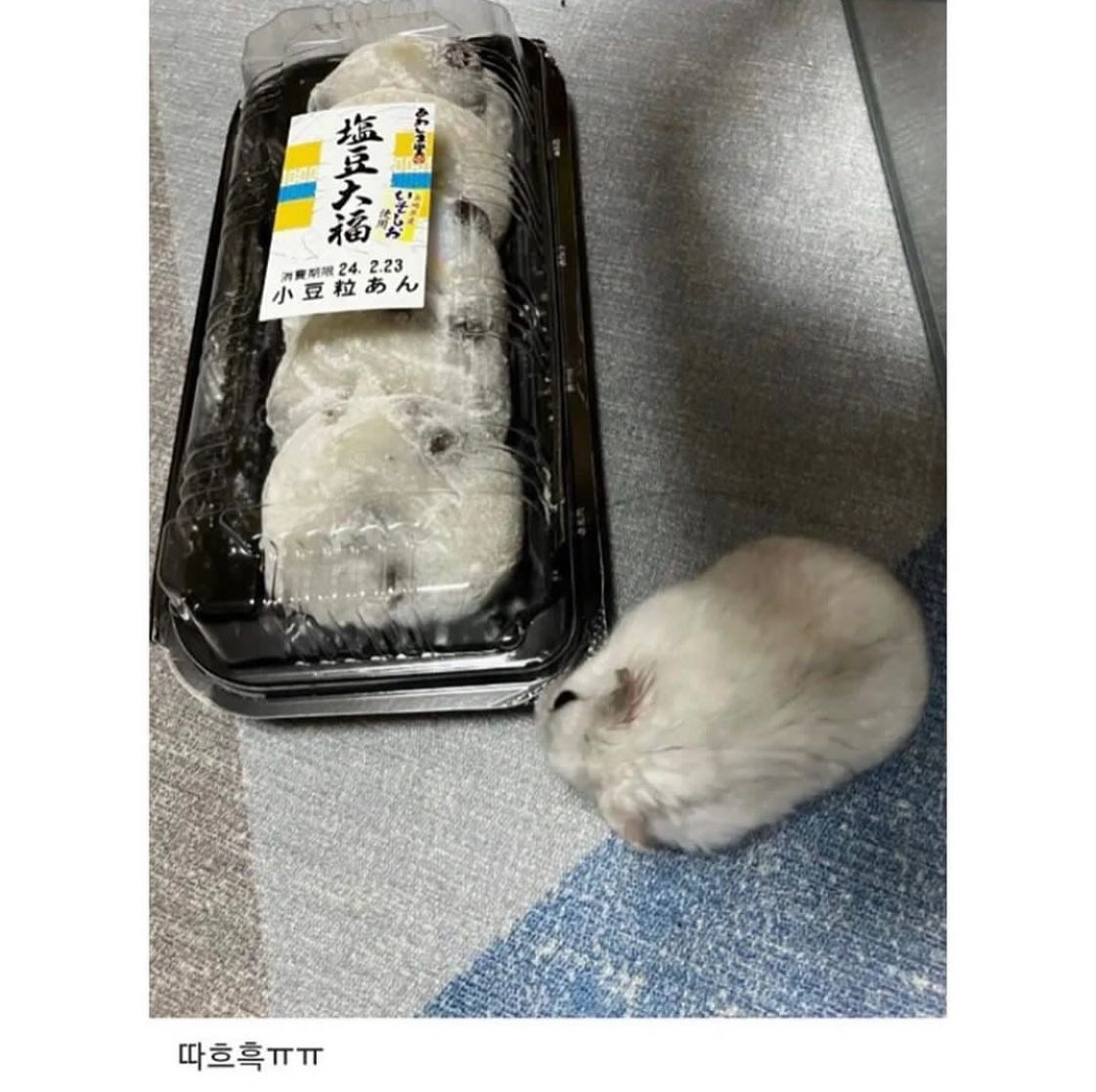 자기 친구들이 갇힌 줄 알고 놀란 햄스터 | 인스티즈