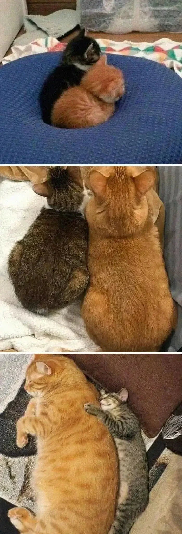 빠르게 자라는 치즈냥이 | 인스티즈