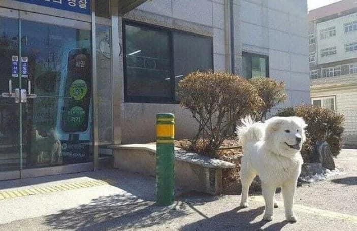 순찰중 발견한 유기견의 근황 | 인스티즈