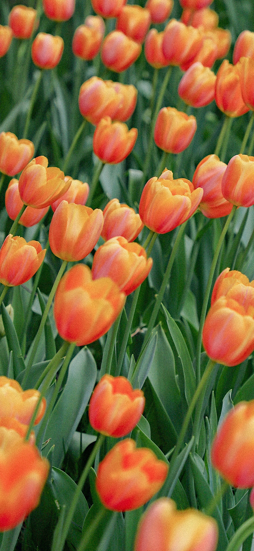 튤립 배경화면 공유 (추가) | 인스티즈