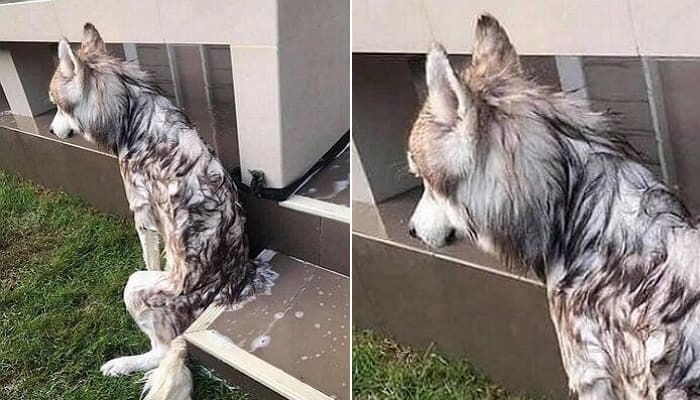 목욕하는 걸 피해 도망 나온 허스키 | 인스티즈