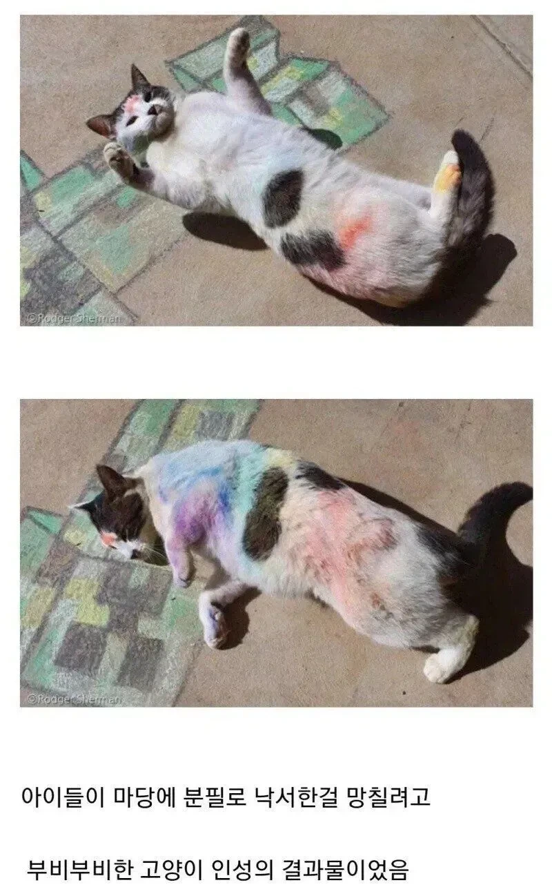 동네에서 괴롭힘 당하는 고양이 | 인스티즈