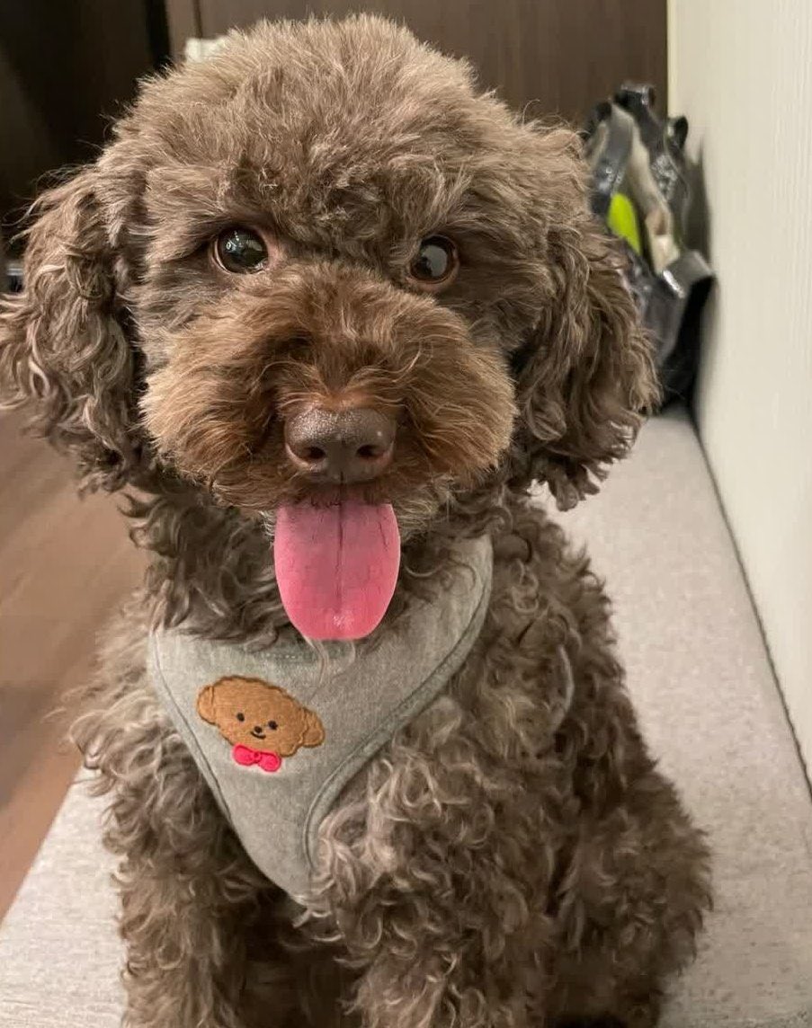 보는 사람도 행복해지는 강승윤 강아지 토르의 변화.jpg | 인스티즈