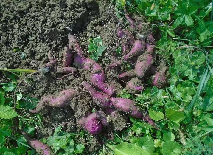 장수하기 위해 꼭먹어야하는 의외의 식품 jpg | 인스티즈