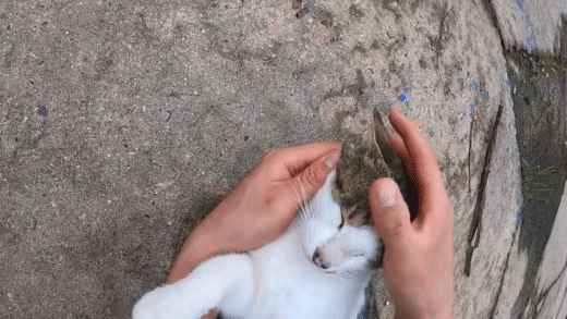 [hahaha] 냥이들 중에서 유독 봑봑봑 쓰다듬 당하는 냥이..jpgif | 인스티즈