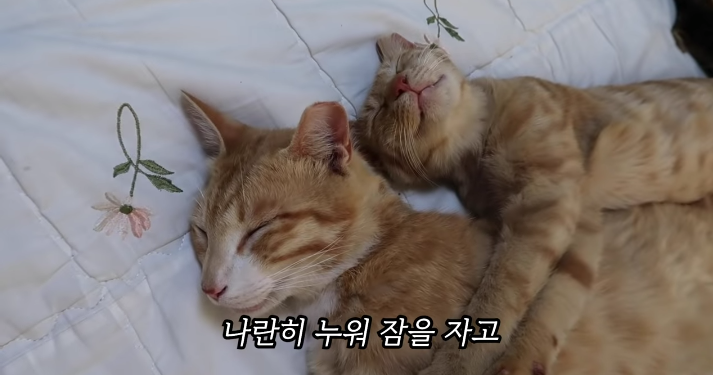 반려묘를 떠나보낸 유튜버가 올린 영상 | 인스티즈