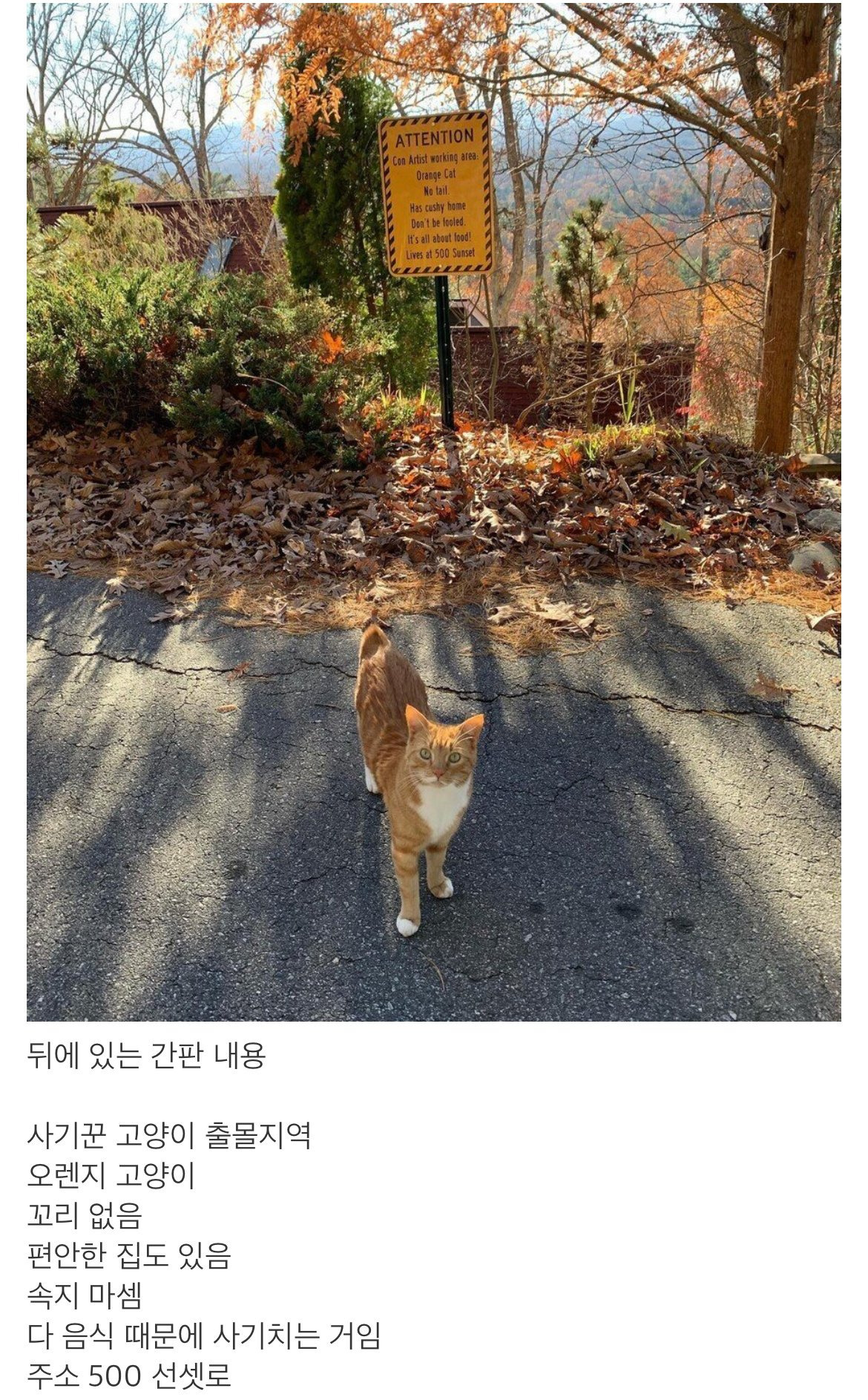 사기꾼 고양이 출몰 지역 | 인스티즈