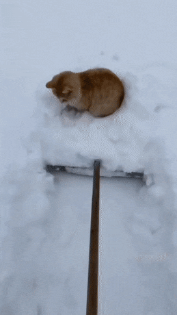 눈썰매를 즐기는 고양이 | 인스티즈