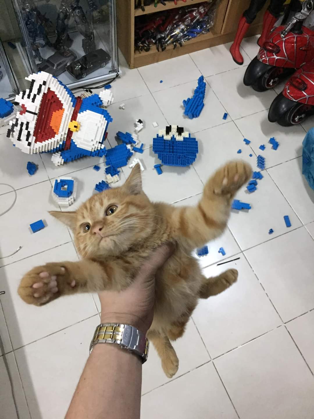 귀여운 고양이 | 인스티즈