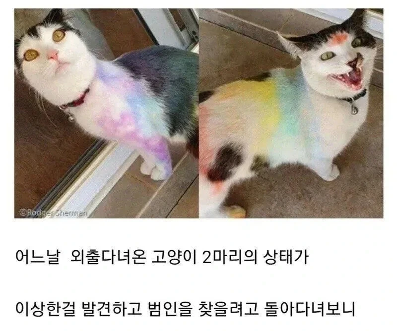 동네에서 괴롭힘 당하는 고양이 | 인스티즈