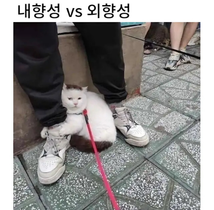 내향성 vs 외향성 | 인스티즈