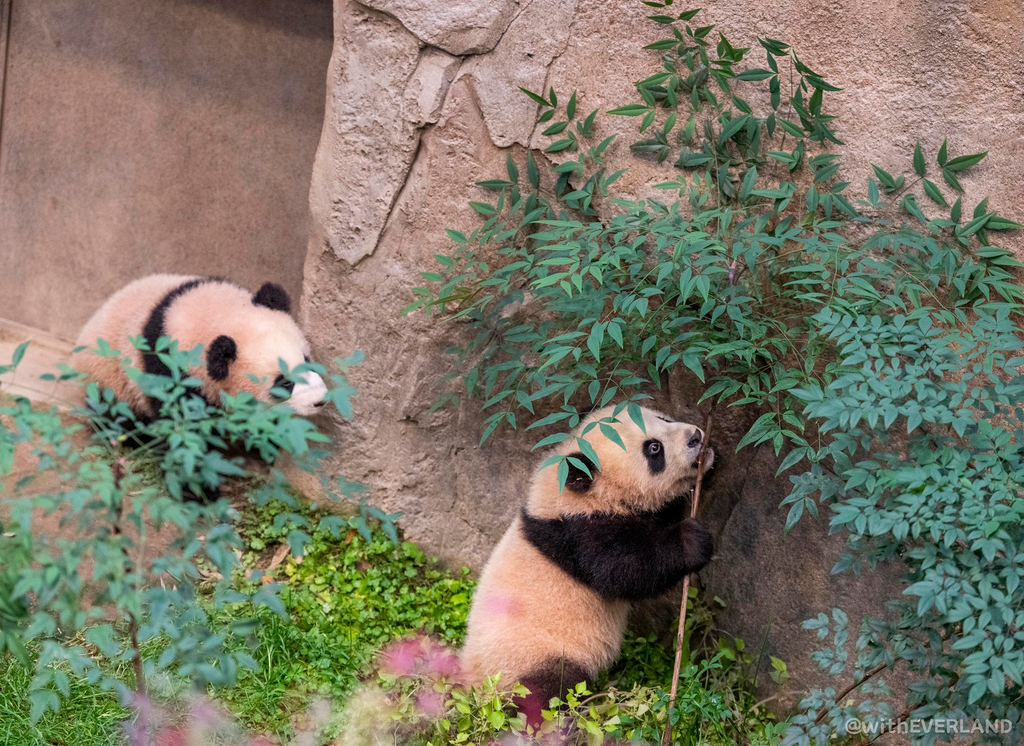 루이 후이 처음 방사장 나왔을 때 정말 충격이었음 | 인스티즈