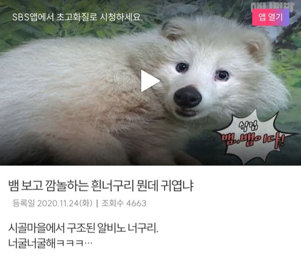 할아버지가 산에서 주운 강아지의 대반전 | 인스티즈