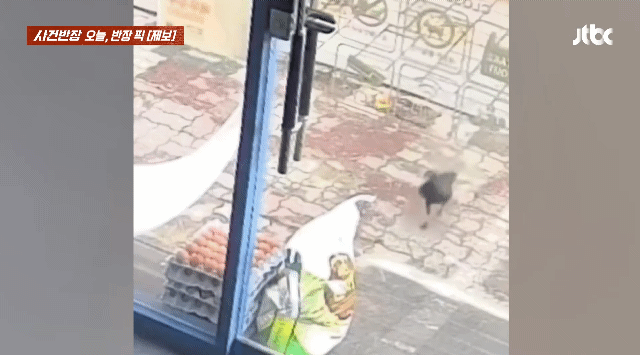 누가 달걀을 훔쳐가서 cctv를 봤는데.. | 인스티즈