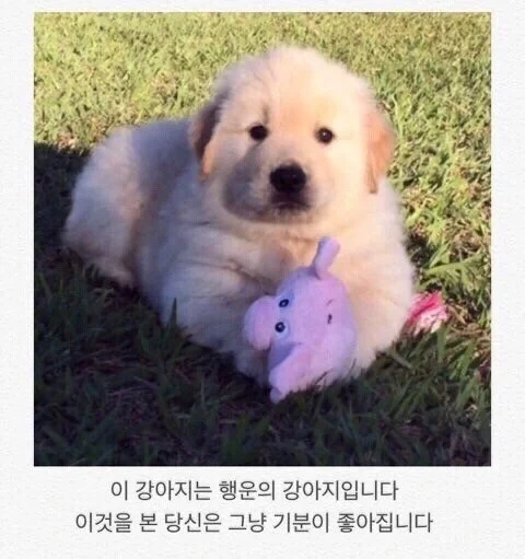 이 강아지는 행운의 강아지입니다 | 인스티즈