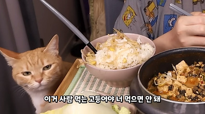 그 먹방 유튜버네 고양이 근황 | 인스티즈