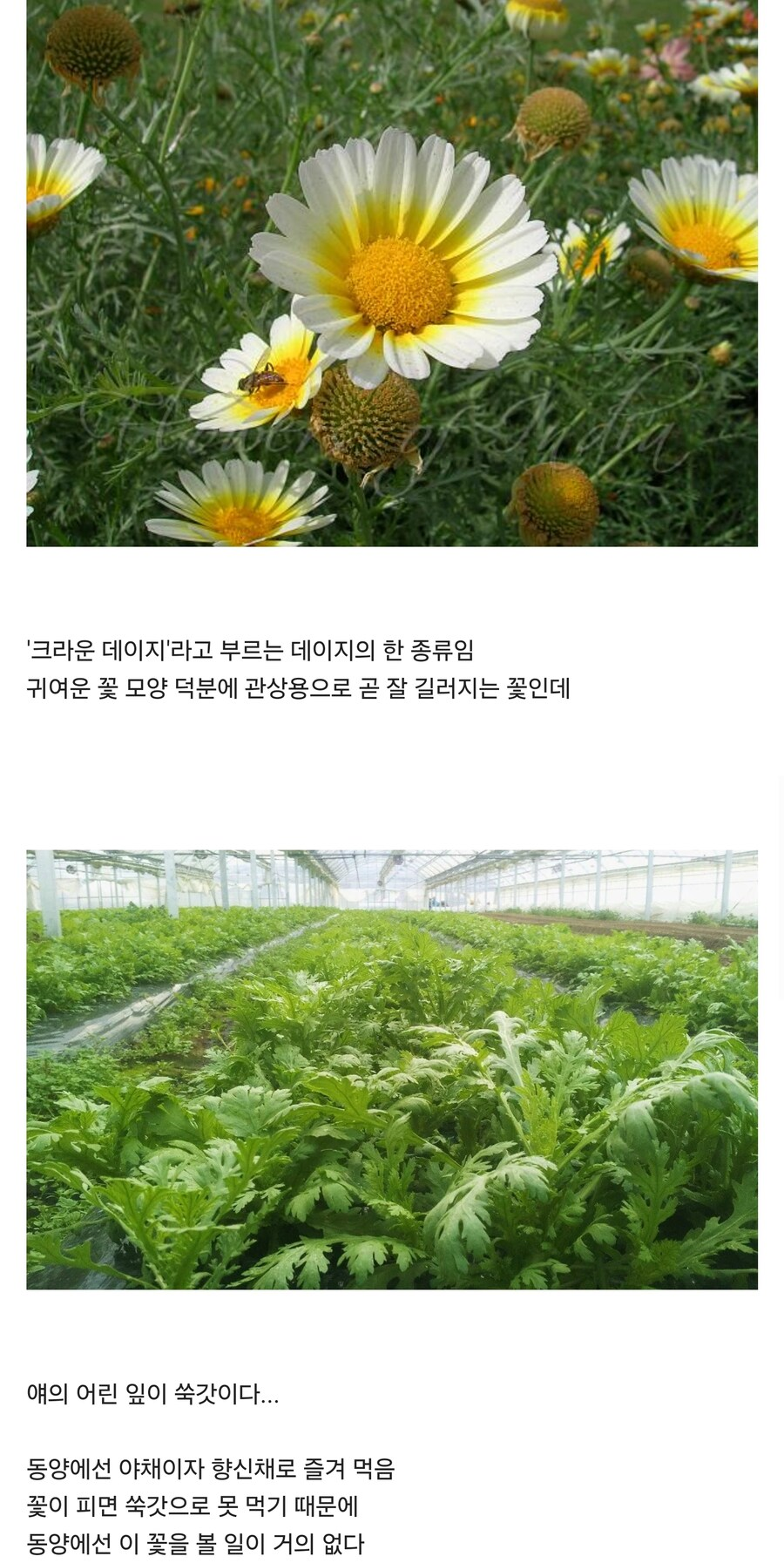 한국에서는 보기 힘든 꽃 | 인스티즈