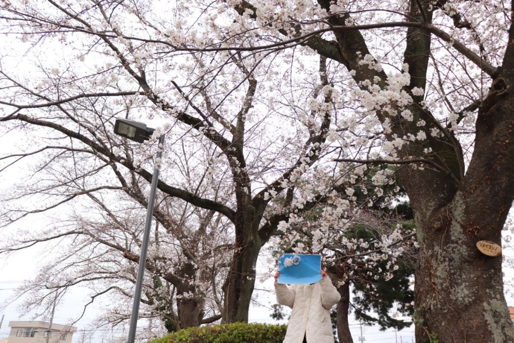일본에서 계속 흐릴때 벚꽃 홍보사진 찍는법 | 인스티즈