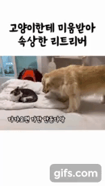 고양이한테 미움받아 속상한 리트리버.gif | 인스티즈