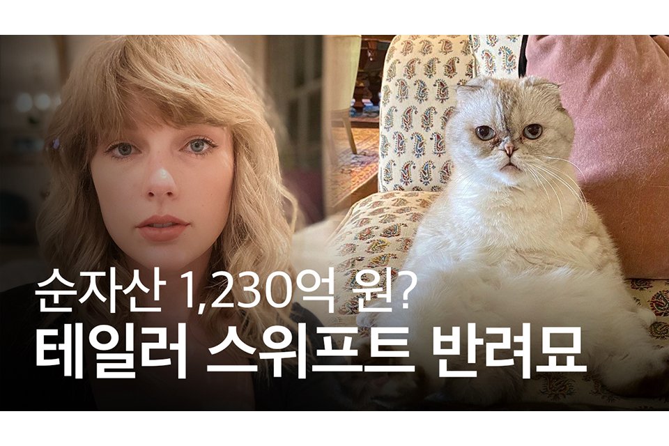 테일러 스위프트 현 남친보다도 재산이 많은 테일러 스위프트 고양이 | 인스티즈