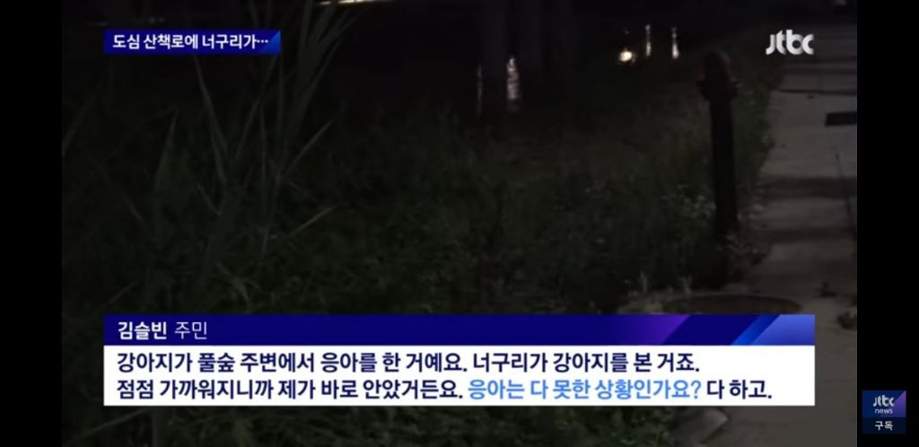 서울 도심에 너구리 출몰했을때 서울사람들 인터뷰 봤는데 다들 레전드임 | 인스티즈