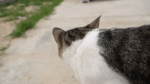 haha ha네 냥이들 질투 모먼트 모음.. | 인스티즈