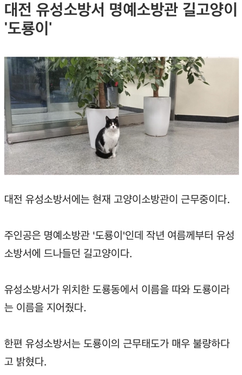 유성소방서 고양이소방관 도룡이 근무태도 매우 불량 - 막이슈 - 쭉빵카페 유성소방서 고양이소방관 도룡이 근무태도 매우 불량