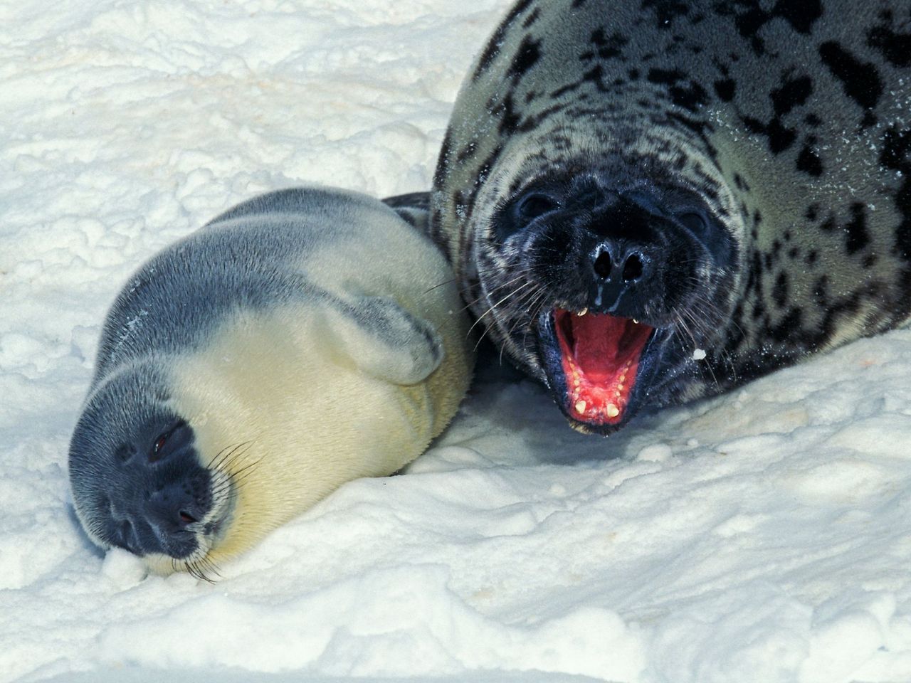 포유류 중에서 가장 짧은 수유기간을 가진 동물 | 인스티즈
