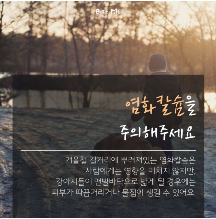 눈 온 뒤 산책할때 강아지가 아파하는 "염화칼슘" 대처법 | 인스티즈