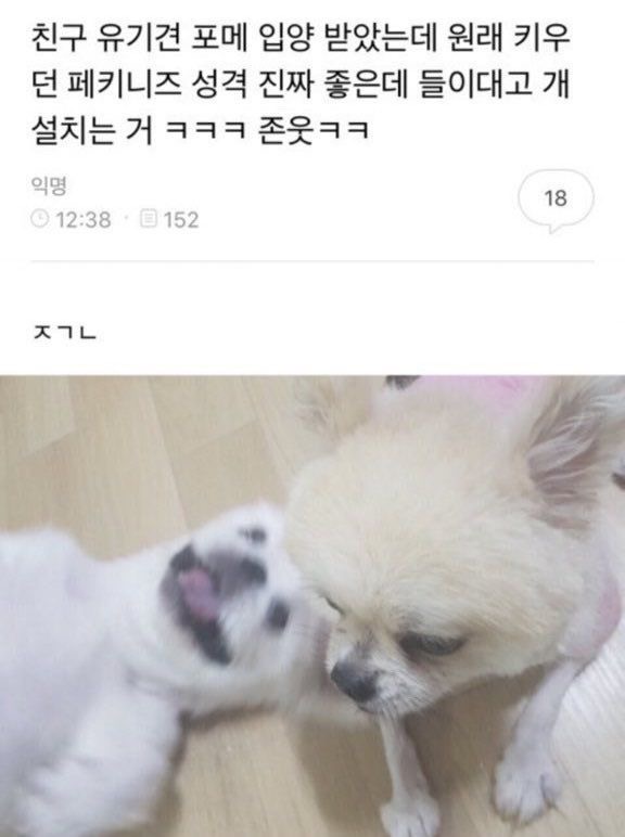 혹시 울햄스터 증명사진 가질 사람 | 인스티즈