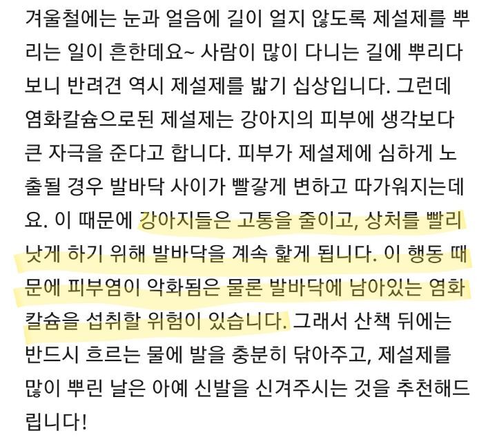 눈 온 뒤 산책할때 강아지가 아파하는 "염화칼슘" 대처법 | 인스티즈