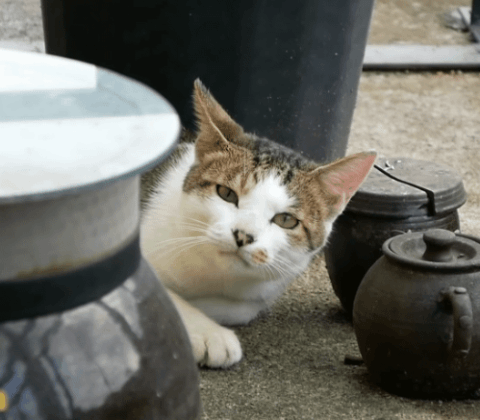 [hahaha] 냥이들 중에서 유독 봑봑봑 쓰다듬 당하는 냥이..jpgif | 인스티즈