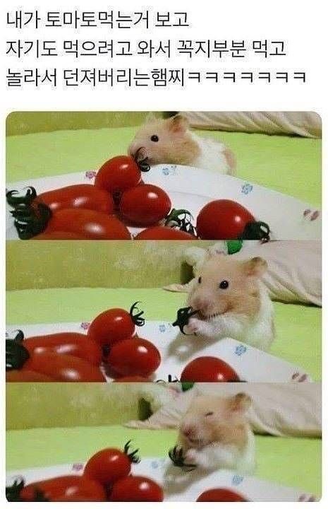 혹시 울햄스터 증명사진 가질 사람 | 인스티즈