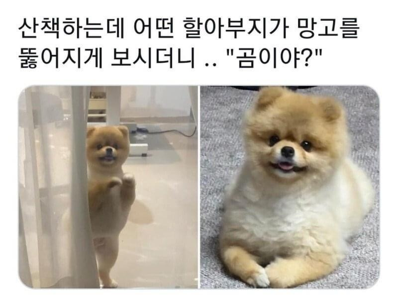 견종이 뭐예요? | 인스티즈