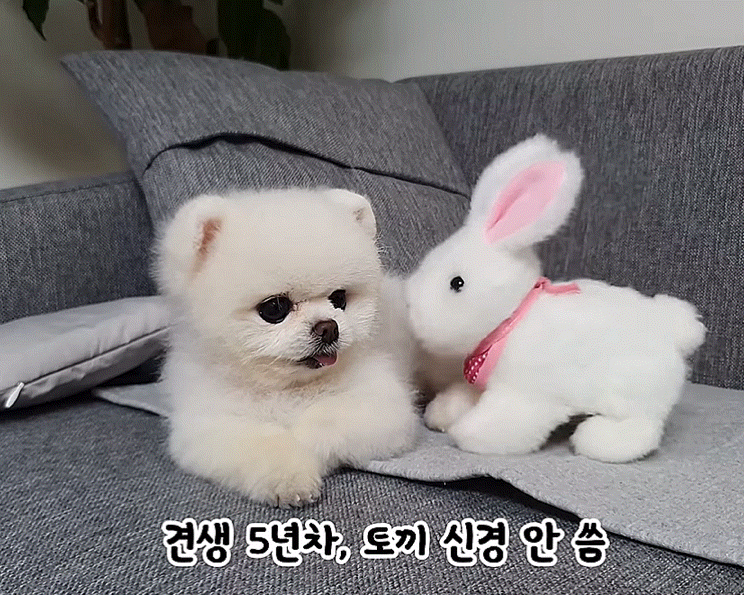 토끼와멍멍이 이미지
