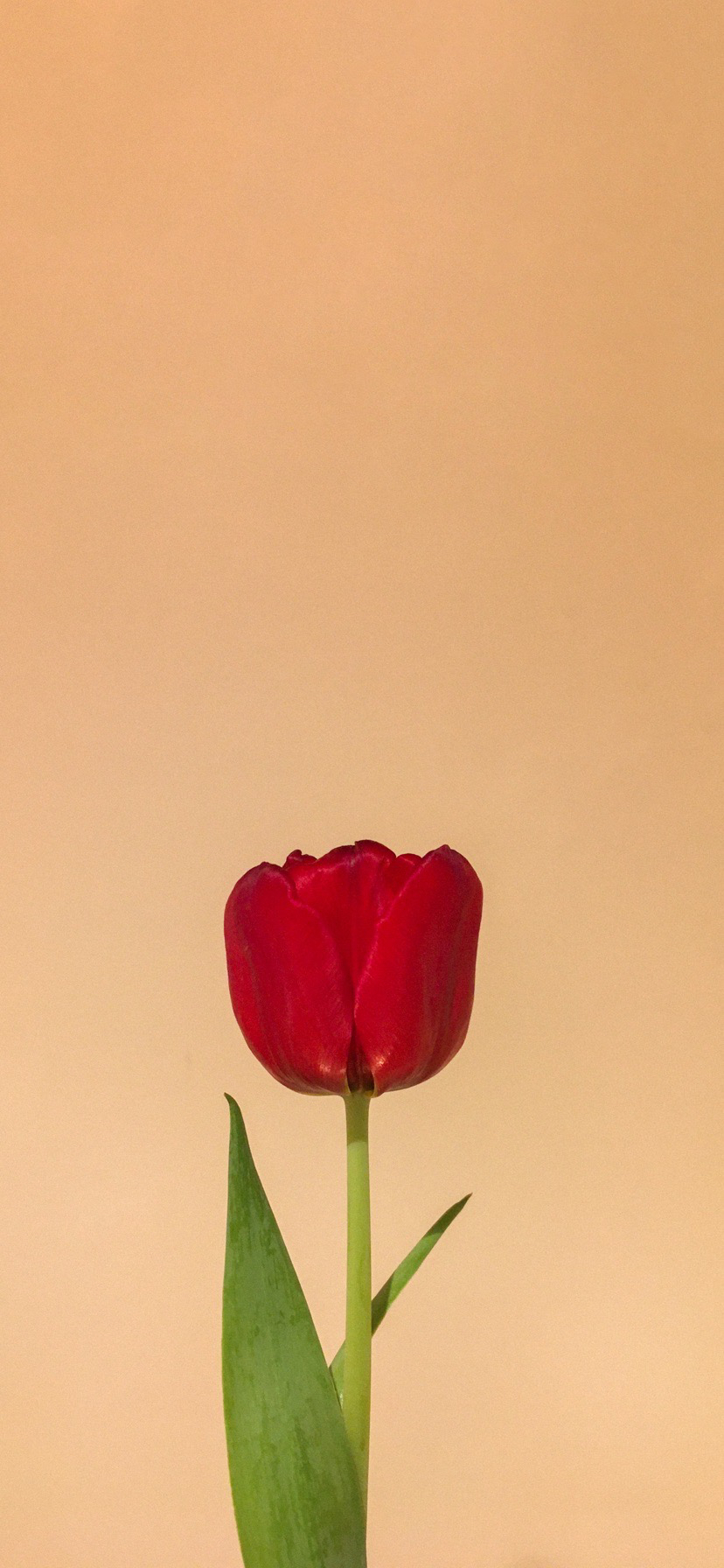 튤립 배경화면 공유 (추가) | 인스티즈