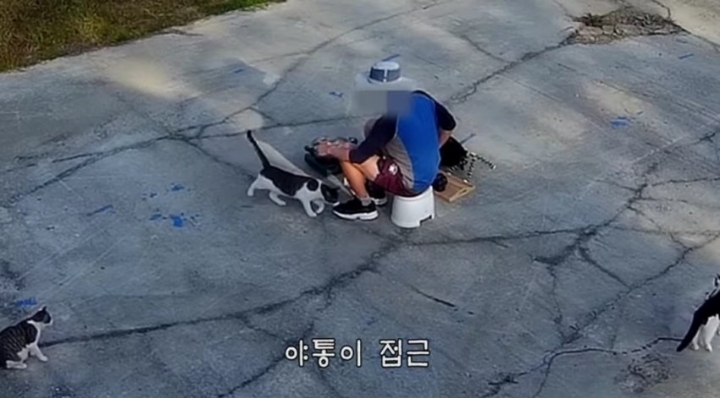 haha ha네 냥이들 질투 모먼트 모음.. | 인스티즈