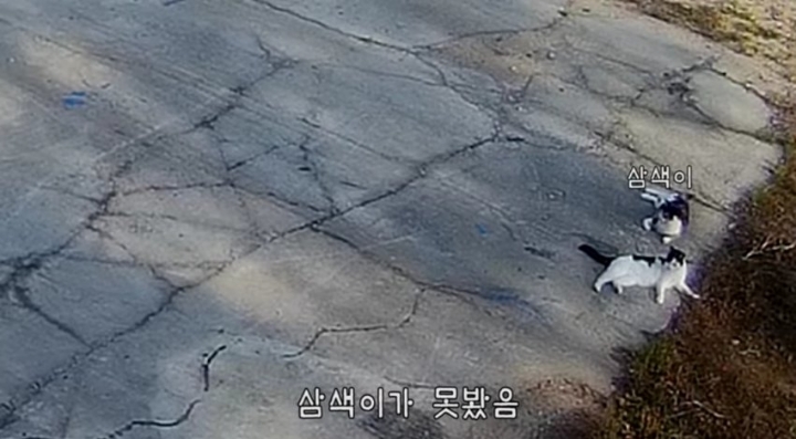 haha ha네 냥이들 질투 모먼트 모음.. | 인스티즈