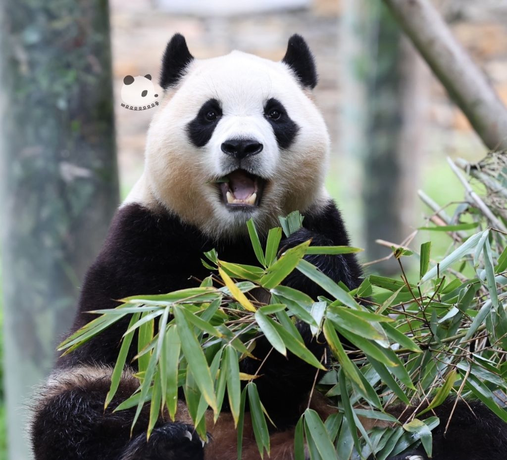 오랜만에 대나무 먹으면서 푸끼된 푸바오 | 인스티즈
