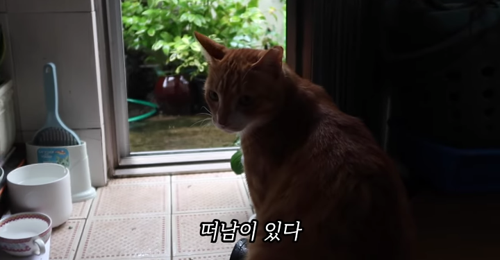 반려묘를 떠나보낸 유튜버가 올린 영상 | 인스티즈