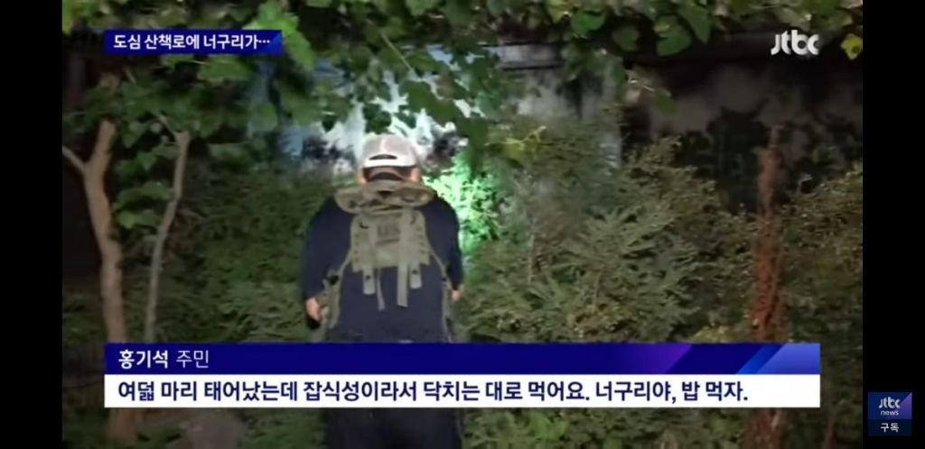 서울 도심에 너구리 출몰했을때 서울사람들 인터뷰 봤는데 다들 레전드임 | 인스티즈