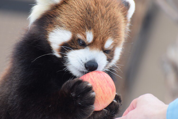 레서판다가 제일 좋아하는 과일 | 인스티즈